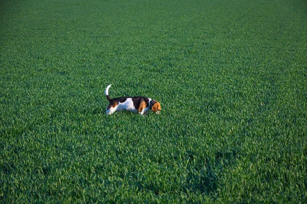 bir alanda Koklayıcı beagle köpek