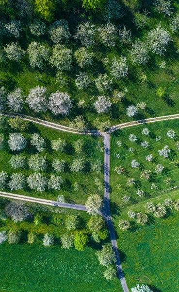 Aerial of a cherry tree orchard with blooming trees
