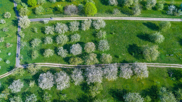 Orchard of blooming cherry trees in spring