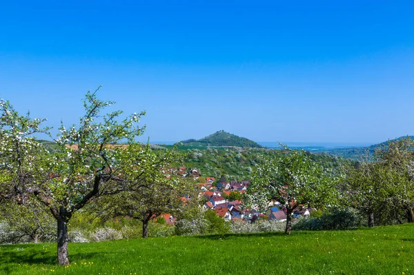 Kirschplantagen mit Aussicht bei Hepsisau — Stockfoto