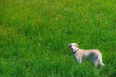 uzun boylu beyaz köpek bir çayır üzerinde duruyor