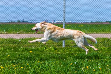 tam hızda çalışan köpek