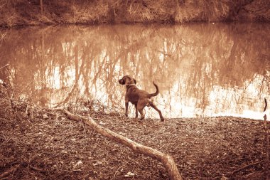 bir göl standında tazı ter