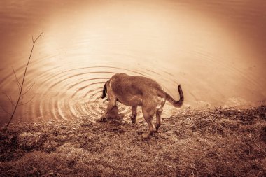 izci köpek içecekler dışında bir göl
