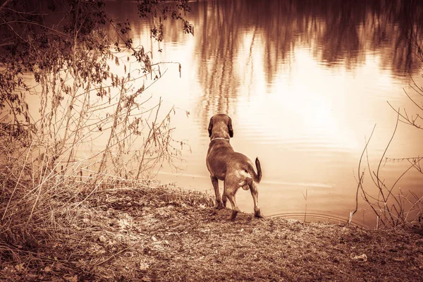 Jagdhund steht an einem See — Stockfoto