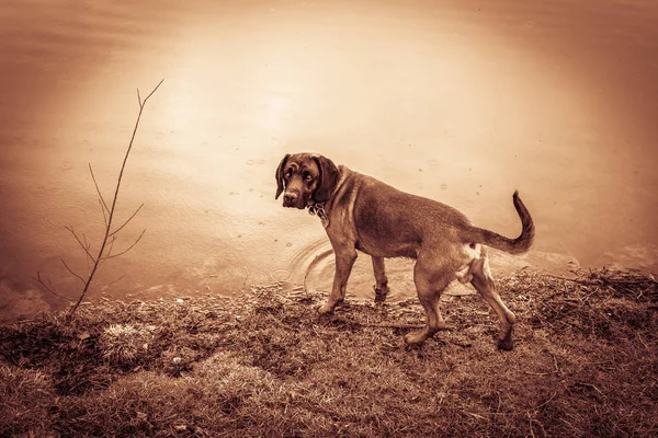 호수 비에 bloodhound 스탠드 — 스톡 사진