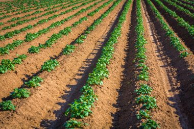 satır alanında genç patates bitkilerin