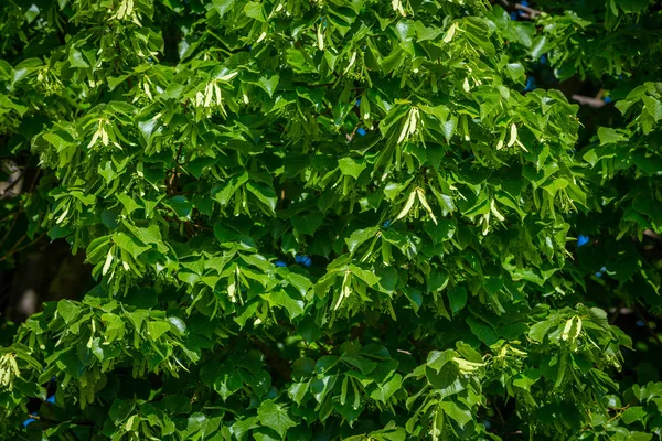 Detail Van Een Bloeiende Lindeboom Met Verse Leafes — Stockfoto