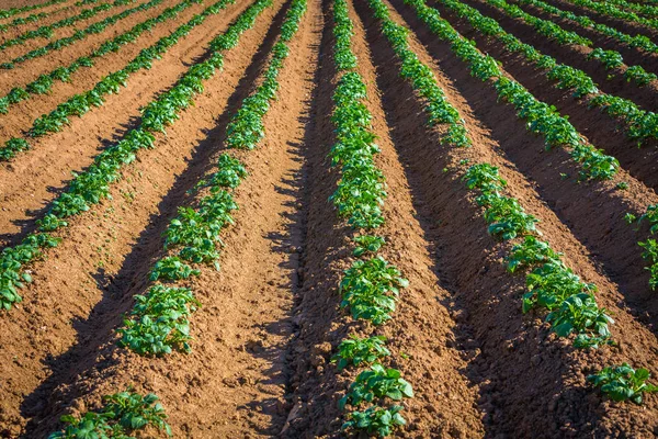 Rangées Jeunes Plants Pommes Terre Sur Terrain — Photo