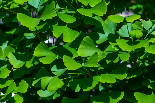 Jonge Leafes Van Ginkgo Biloba Detail — Stockfoto