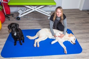Bir köpeğin masaj terapisi.