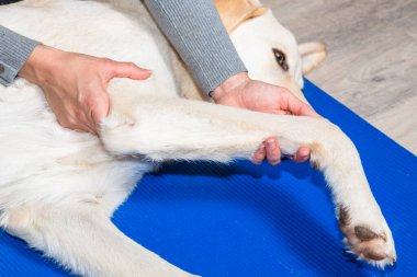 Bir köpeğin ön bacağının ayrıntıları