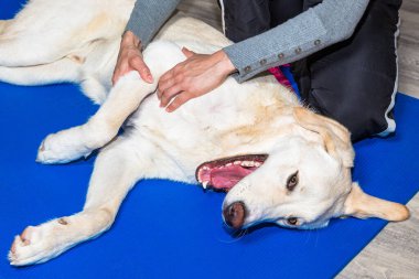 Uzun beyaz köpek masaj yaptırıyor.