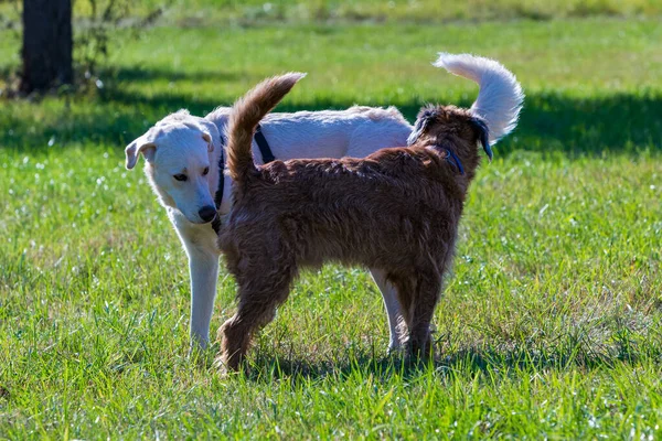 İki köpek çayırda buluşuyor.