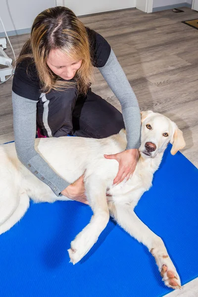 Mulher dá massagem a um cão branco alto — Fotografia de Stock