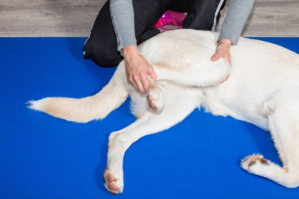 Köpeğe veteriner muayenehanesinde bakılır.