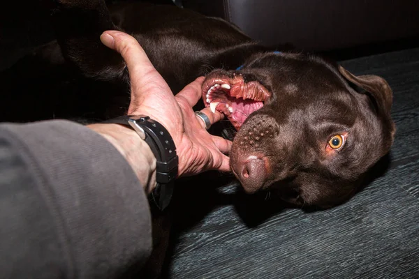 playful dog bites in hand