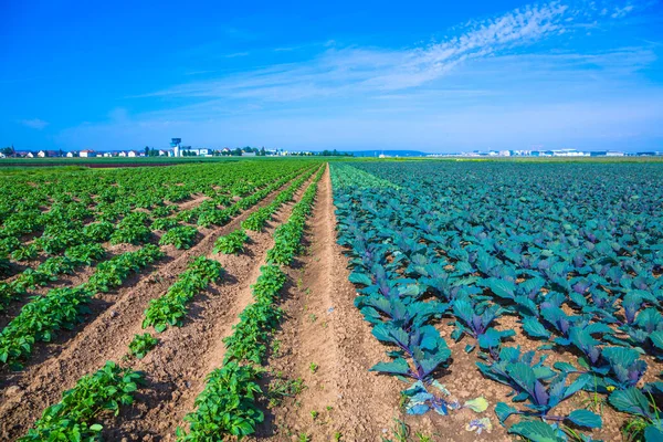 감자와 양배추 밭 이 있는 필 데 레빈 — 스톡 사진