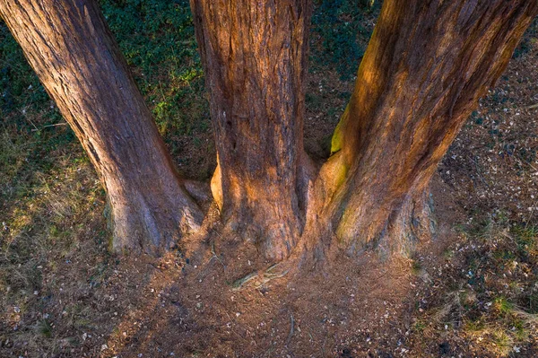Antena de sequoias — Fotografia de Stock