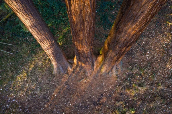 Стволы деревьев, видимые сверху — стоковое фото