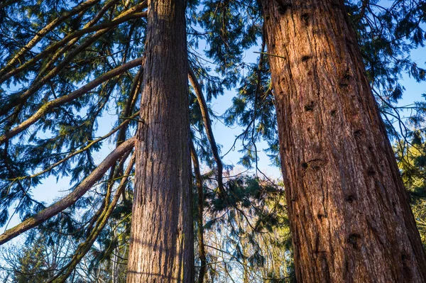 Ramos de redwoodtrees — Fotografia de Stock