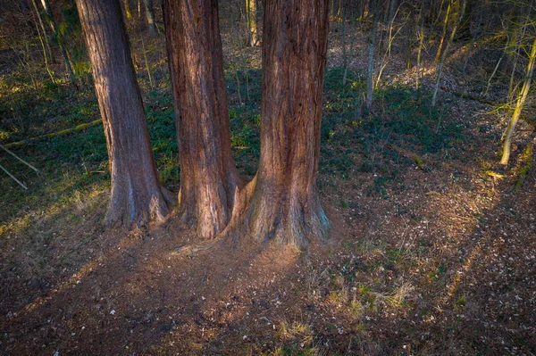 Three stems of redwoodtrees seen from above — Stockfoto