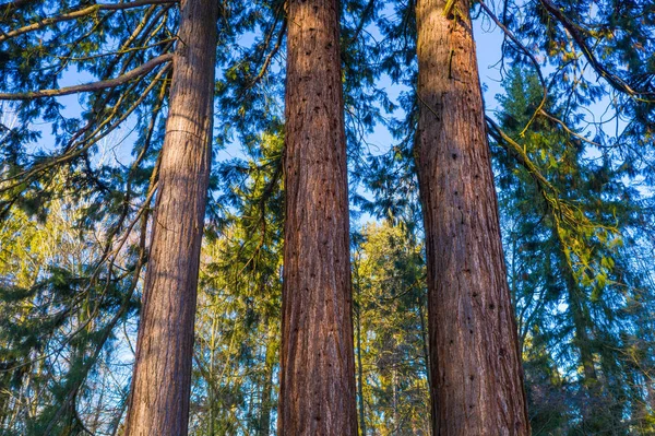 Three stems of redwoodtrees — Stockfoto