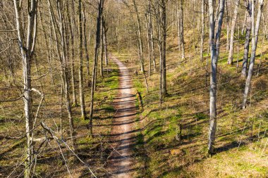 İlkbaharda bir ormanın anteninde bir patika var.