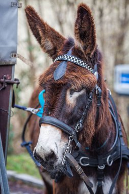 Uzun kahverengi bir eşeğin portresi.