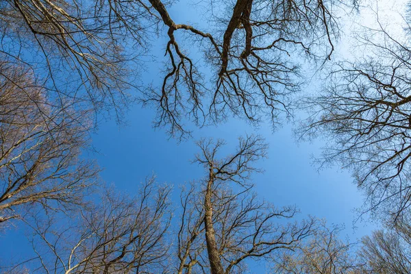 Деревья Тянутся Голубое Небо Весной — стоковое фото