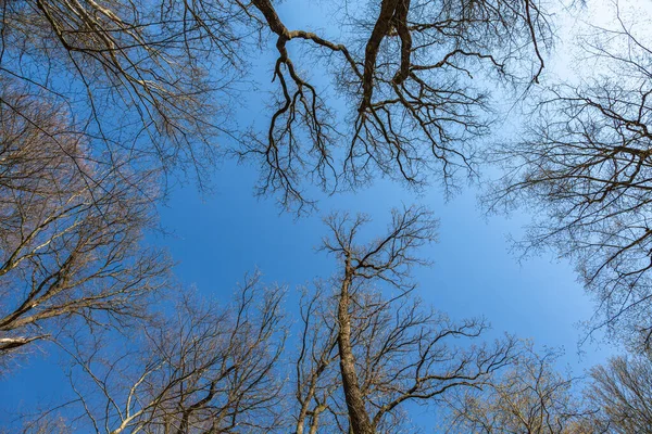 Träd Sträcker Sig Blå Himmel Våren — Stockfoto