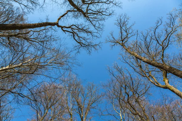 Träd Sträcker Sig Blå Himmel Våren — Stockfoto