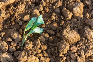 Genç yatak bitkileri tarlada kuru toprakta.