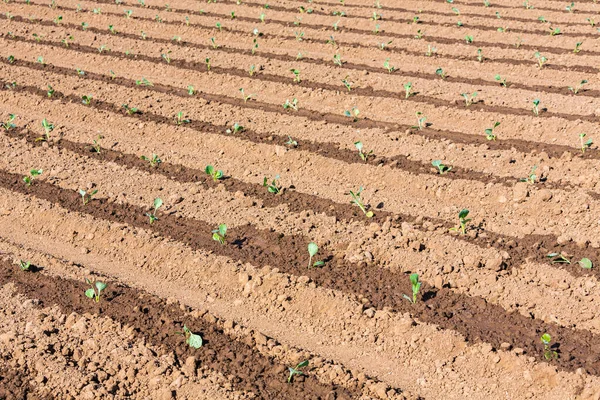 Choux Frais Arrosés Plantes Literie — Photo