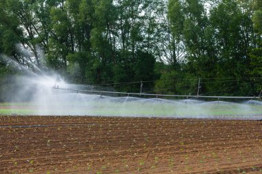 Kuraklık döneminde yatak bitkilerinin yapay sulanması
