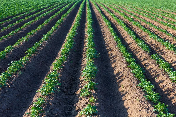 Détail Des Jeunes Plants Pommes Terre Qui Poussent Rangs Sur — Photo