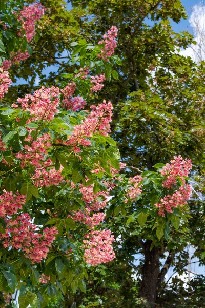 Эскулус Карнеа Дерево Розовыми Цветами Цветет Весной — стоковое фото