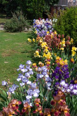 Colorful irises bloomed in the spring in the garden.