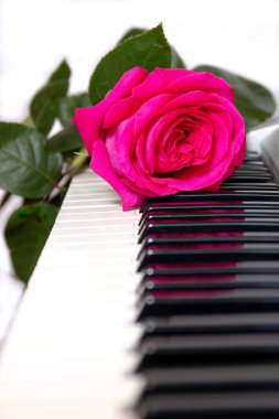 Beautiful pink rose on the piano keyboard.