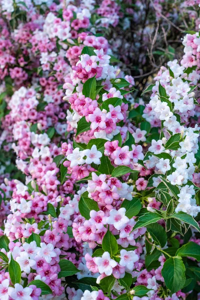 Kwitnący Krzak Weigela Różowymi Białymi Kwiatami — Zdjęcie stockowe