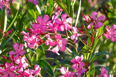 Beautiful blooming pink oleander Nerium Oleander on a sunny day