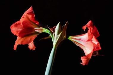 Siyah arka planda doymuş kırmızı Hippeastrum çiçekleri. İzole edilmiş.