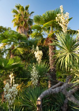 Palmiye ağaçlarının arka planında çiçek açan birkaç öküz çalısı. Botanik bahçesi. Hırvatistan.