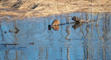 Misk faresi sudan su basmış bir ağaç gövdesine sürünerek çıktı ve yüzünü yıkadı..