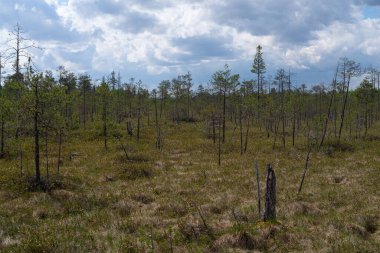 Çiçekli bataklık bitkileriyle kuzey enlemlerinin cüce ormanı.