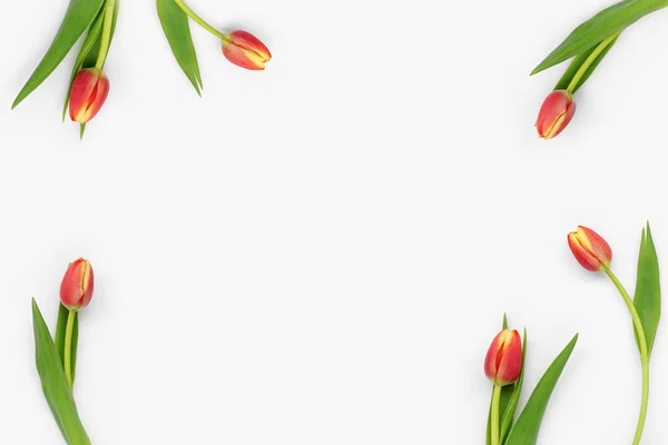 Květiny na bílém pozadí — Stock fotografie