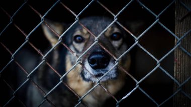 Anavatan pets köpekler ev olmadan