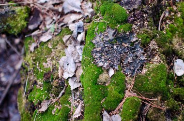 Sonbahar arka plan yeşil yosun ve kuru yaprakları