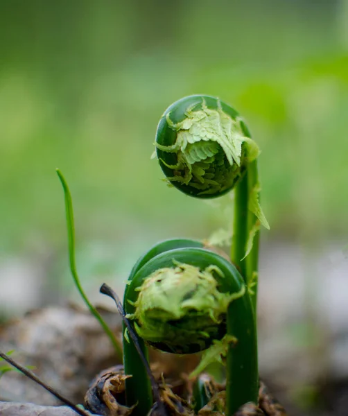 Unga fern groddar, våren — Stockfoto