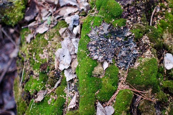 Fondo autunnale con muschio verde e foglie secche — Foto Stock